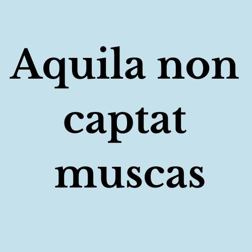 Aquila non captat muscas traduzione e significato