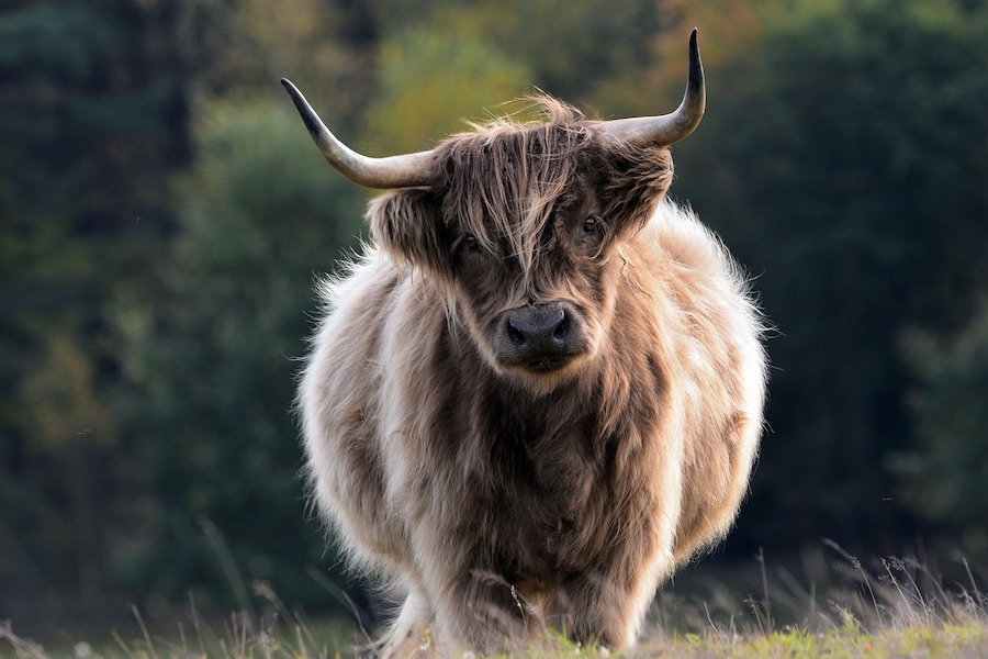 prendere il toro per le corna significato